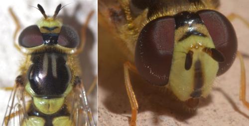 Réf. 311 799 : Dasysyrphus albostriatus